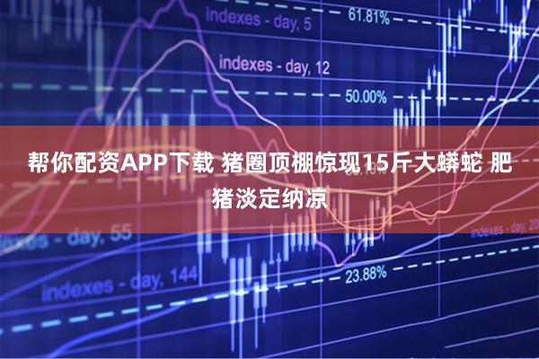 帮你配资APP下载 猪圈顶棚惊现15斤大蟒蛇 肥猪淡定纳凉